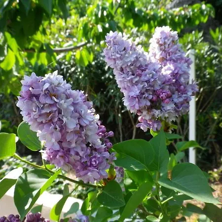 公寓 La Bastide Fleurie