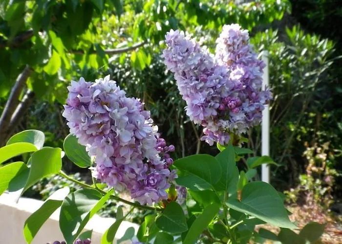 アパート La Bastide Fleurie